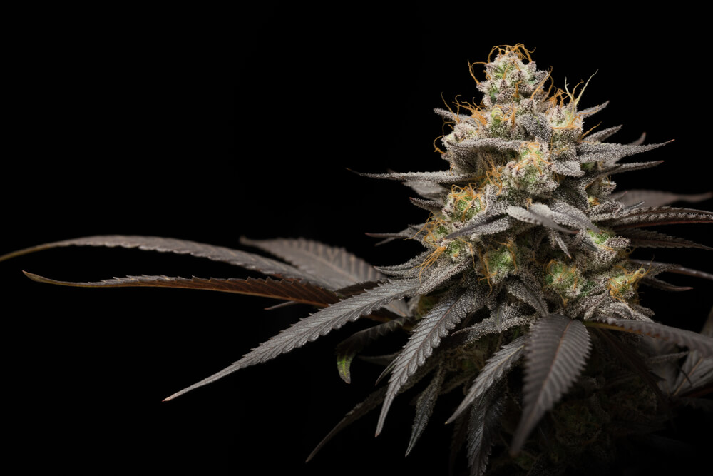  Growing indoors gives you complete control over all growing parameters