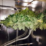 new guy chandelier.jpeg