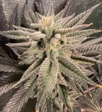 BLACK STALLION #1.jpg