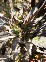 WhatsApp Image 2021-12-23 at 3.31.02 PM.jpg