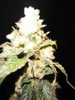 Candy Mints Macro.jpg