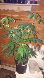 BLUE CHEESE SKUNK.jpg