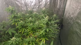 BLUE BERRY MUFFIN SEEDED.jpg