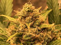 image_557028 num.jpg