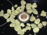 image_557592 numbskull buds.jpg