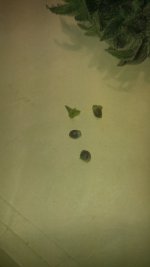 BLUE BERRY MUFFIN.jpg