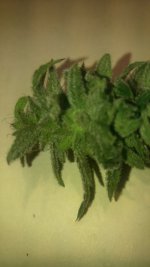 BLUE  BERRY MUFFIN.jpg