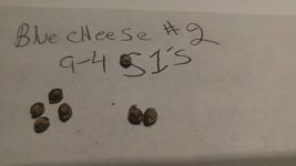 bluecheese #2.jpg