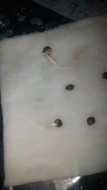 bcheese#2 germ test.jpg