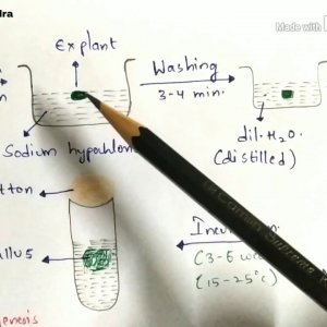 Plant tissue culture technique