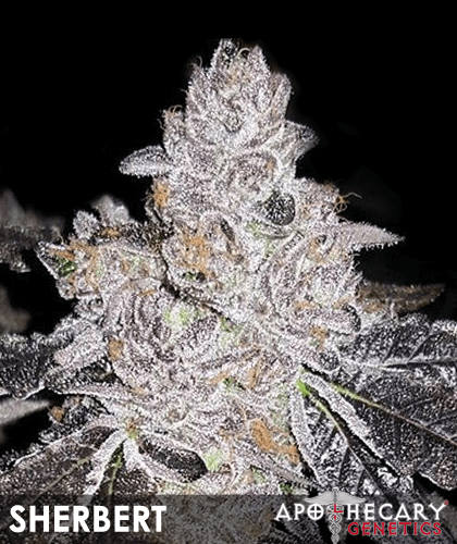 Sunset Sherbert by Apothecary Genetics