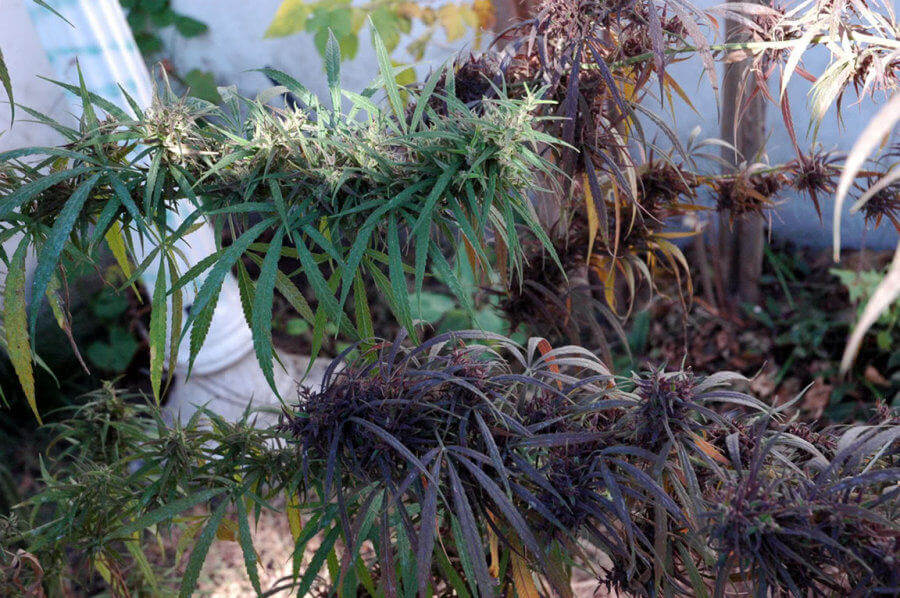 Haze cannabis plants