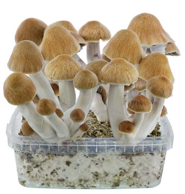 After the first harvest, you can rehydrate the bread and get several more