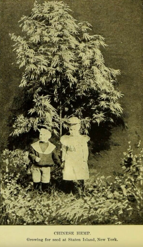 Two little children in front of a Chinese hemp plant. New York, 1900