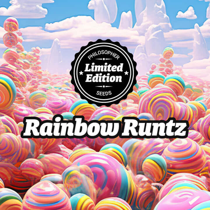  Rainbow Runtz, an explosion of flavors on your palate