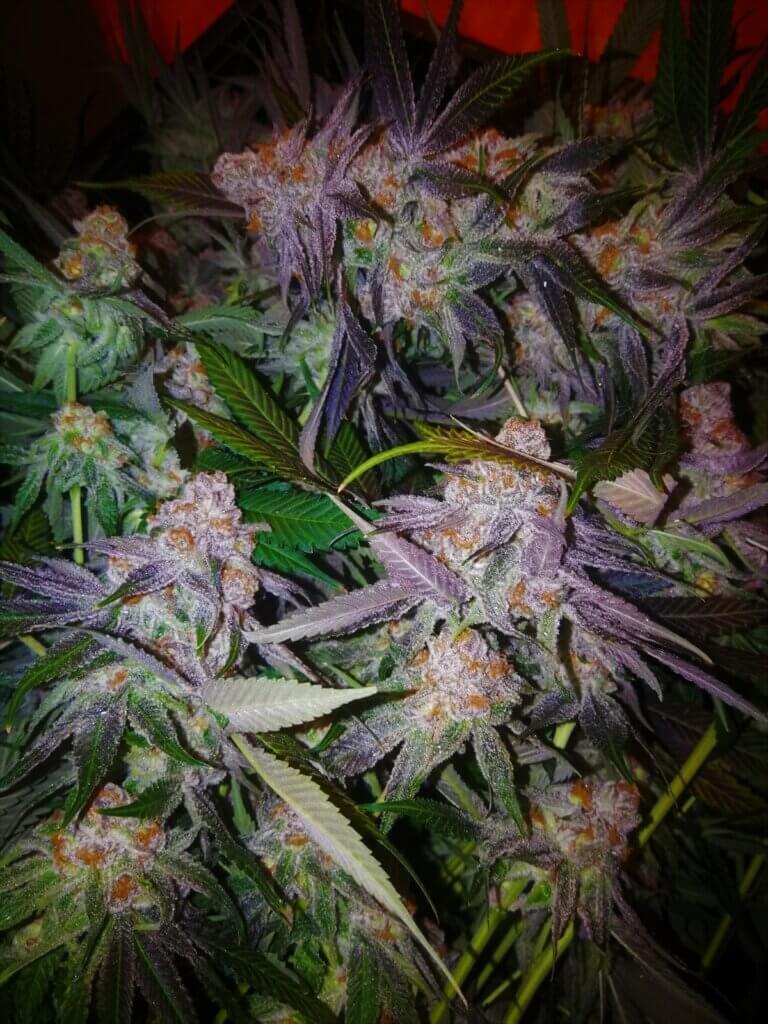 Purple Punch buds in the last weeks of flowering