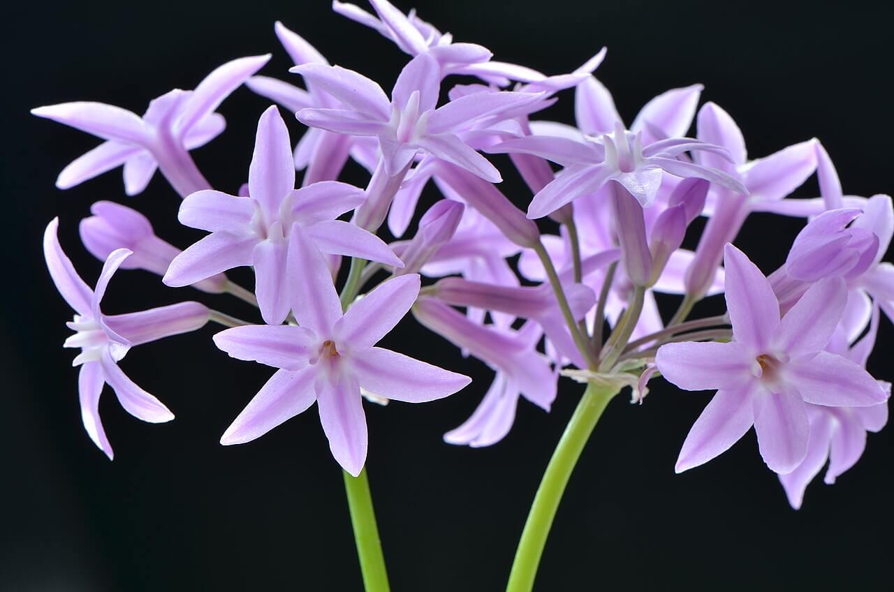 Looking at these beautiful Tulbaghia violacea flowers you wouldn't think they smell like someone smoking a nice joint, would you?