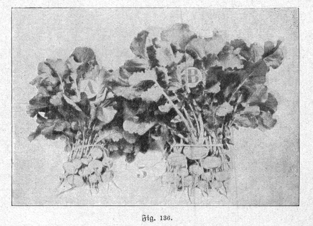  One of the photos circulating on the Internet that would attest to the effectiveness of the system; plant B, on the right, would have been treated with electroculture