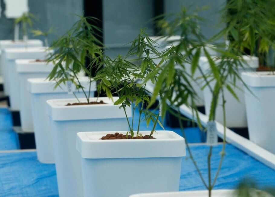 Cannabis plants in containers during the press conference Medicinal Cannabis in Thailand organised by the government's Public Relations Department