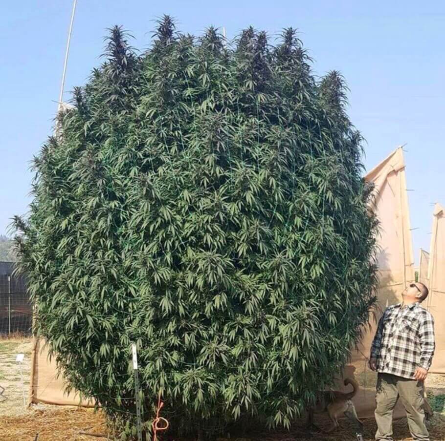 Nothing pleases more than a monster plant that defies the limits of physics.