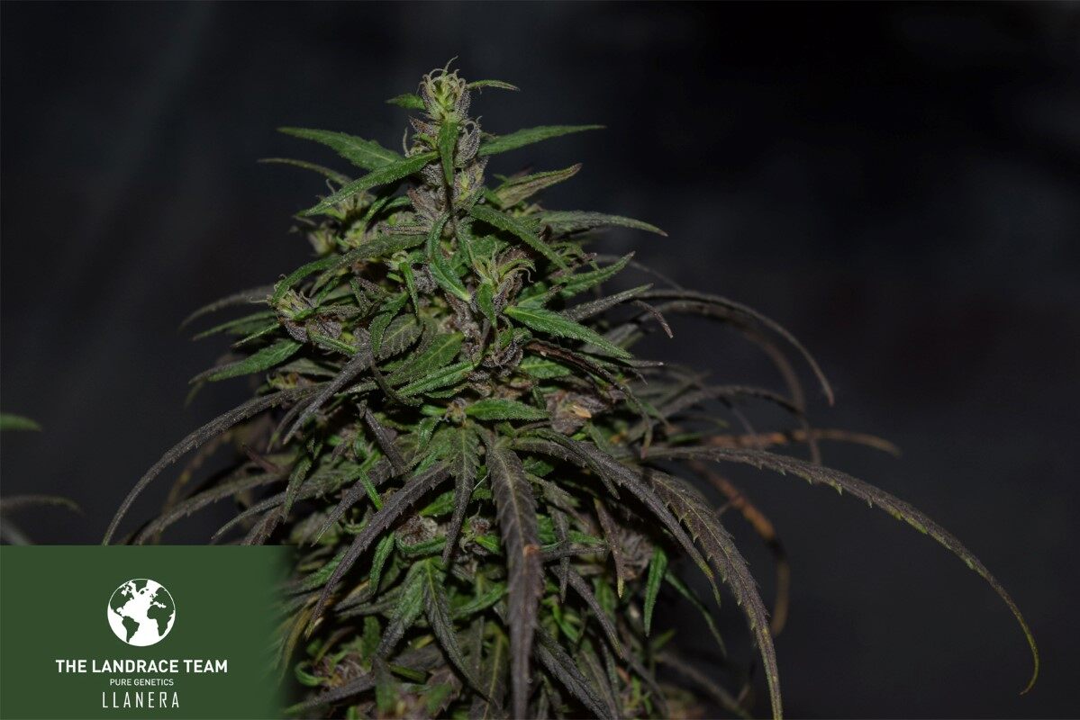 www.tltseeds.com