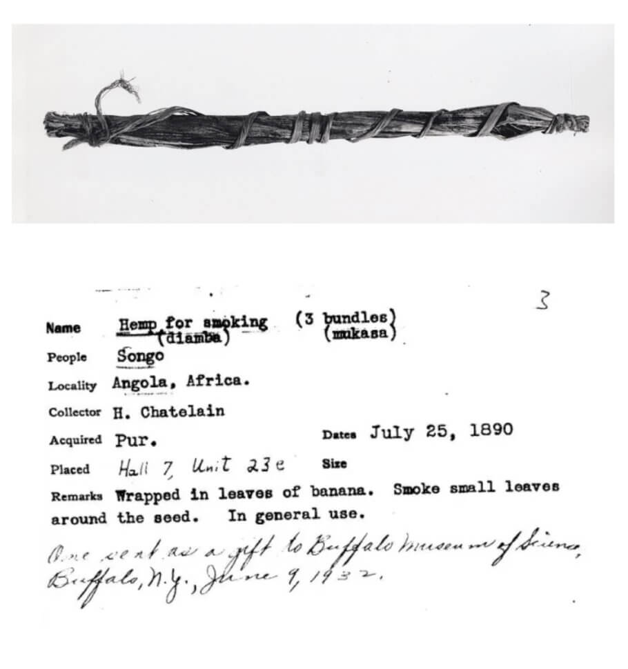 Hemp for smoking diamba, wrapped in banana leaves (Angola, Africa, 25 July 1890). Words for marijuana in Brazil include maconha (of Angolan origin), liama and diamba, very similar linguistically to its African origin.