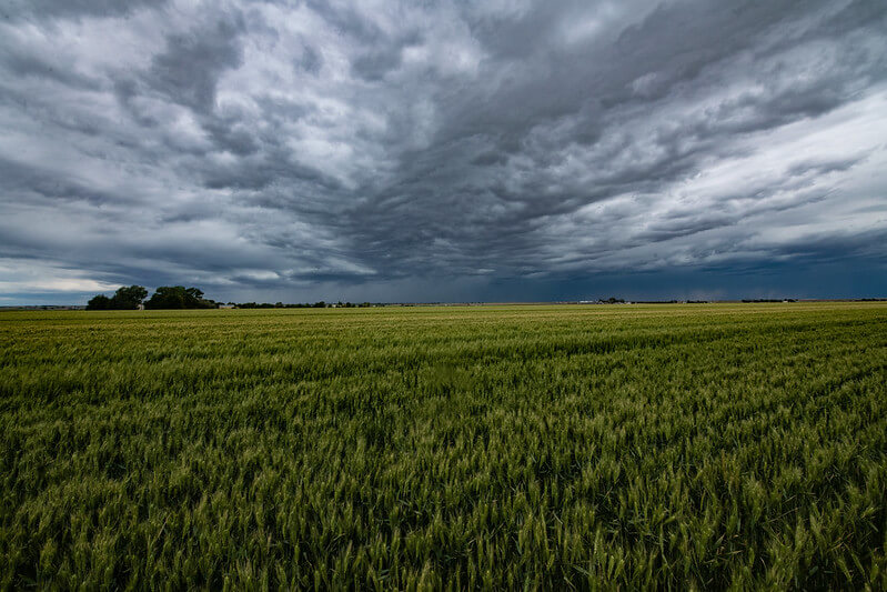 Warm climates with frequent rainfall facilitate the reproduction and transmission of Septoria