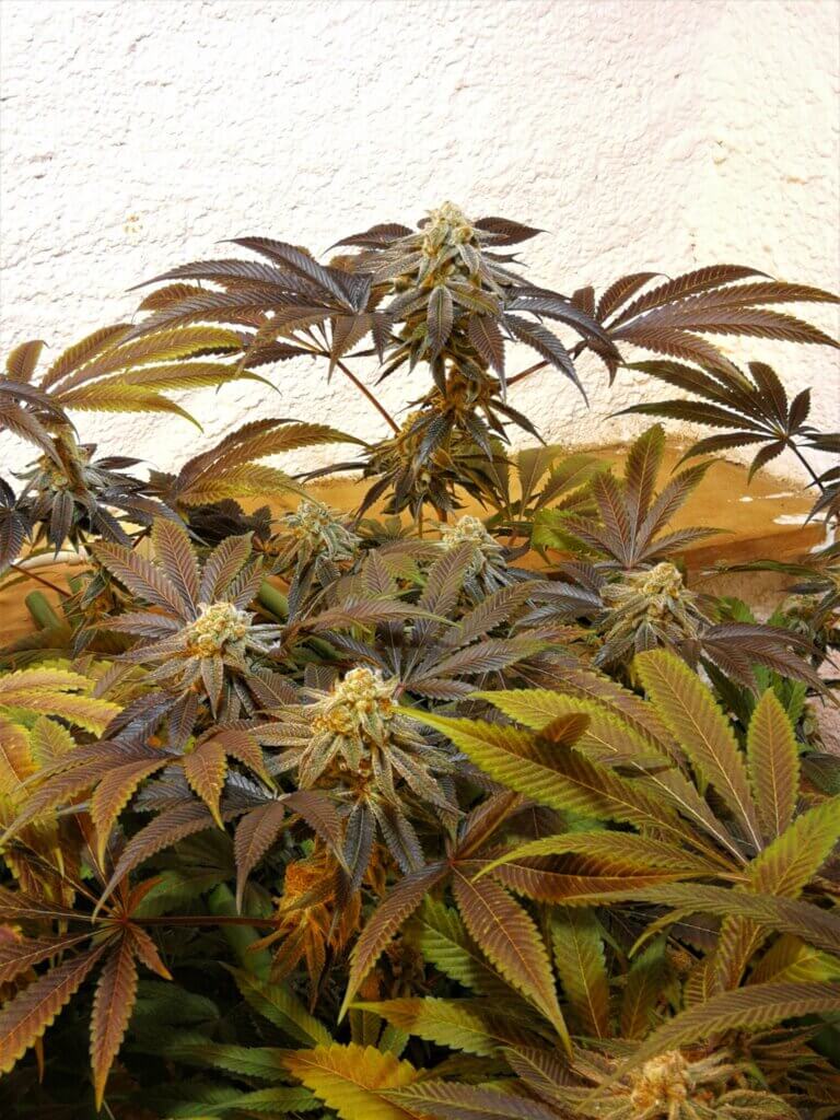 The resin production of Purple Punch is truly impressive