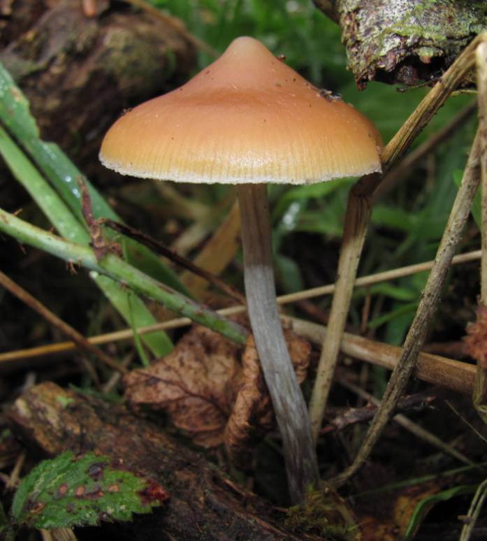  Psilocybe azurescens not only contains psilocin and psilocybin but also baeocystin, making it much more potent than the classic cubensis