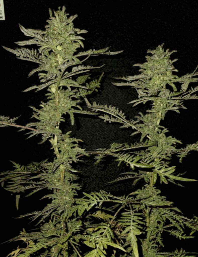 In-Fern-ho is a perfect strain for outdoor cultivation due to its curious way of growing.