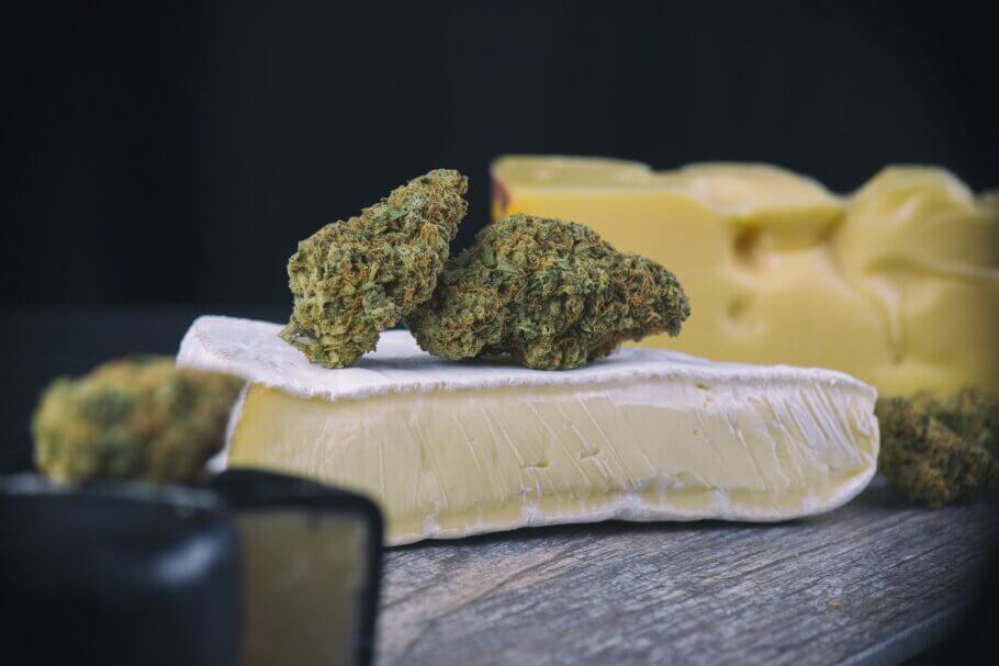 Cheese cannabis strain 