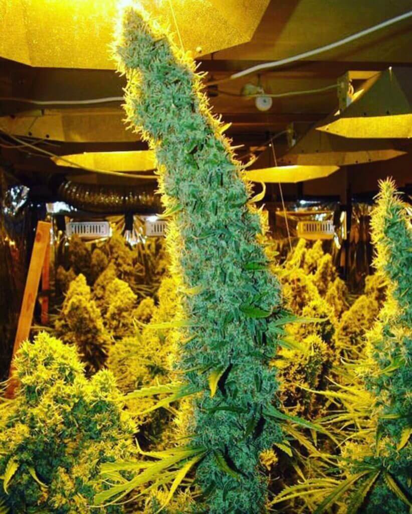 But always, and above all, big buds: lots of big buds!