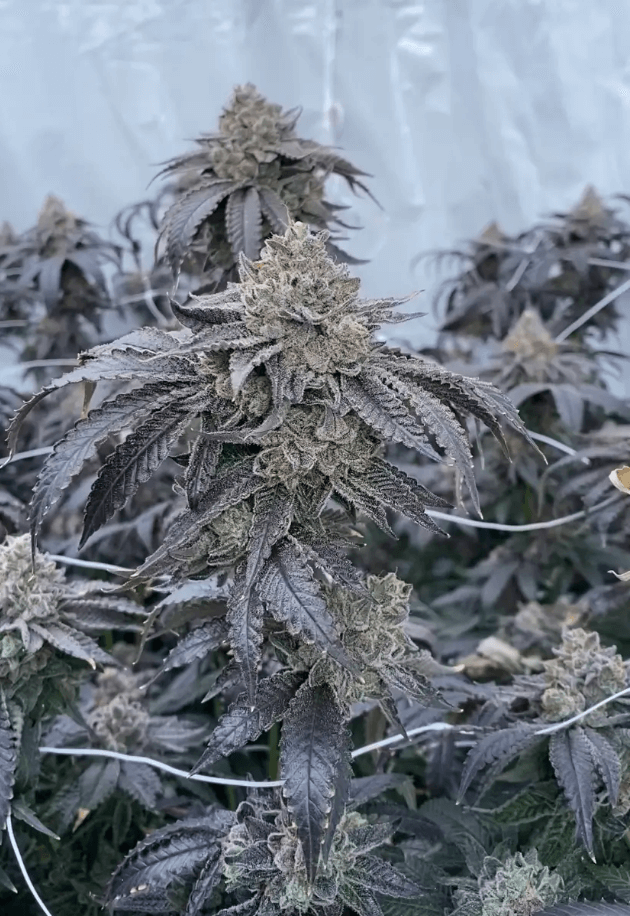 Zangria S1, a true festival of colours