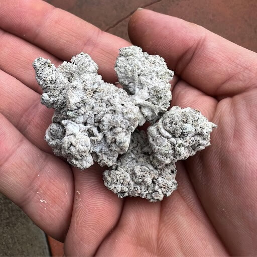  The outer layer of CBD crystals makes the Snowballs shine like real snowballs (Image: u/805_Succulent)