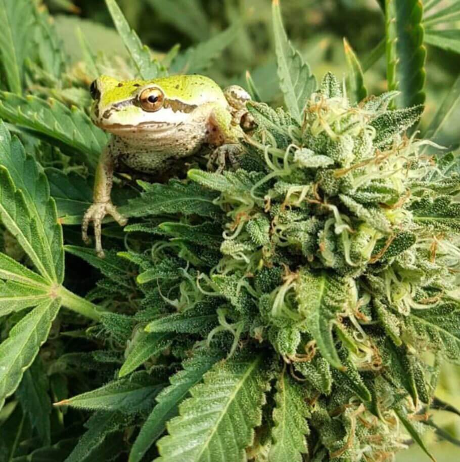 Weed photos with wild animals, the perfect synergy between cannabis and its environment