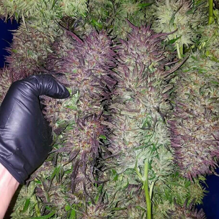 What's better than one bud? A lot of buds!