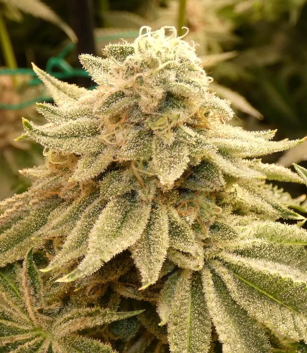 Z-99 from Bask Triangle Farms