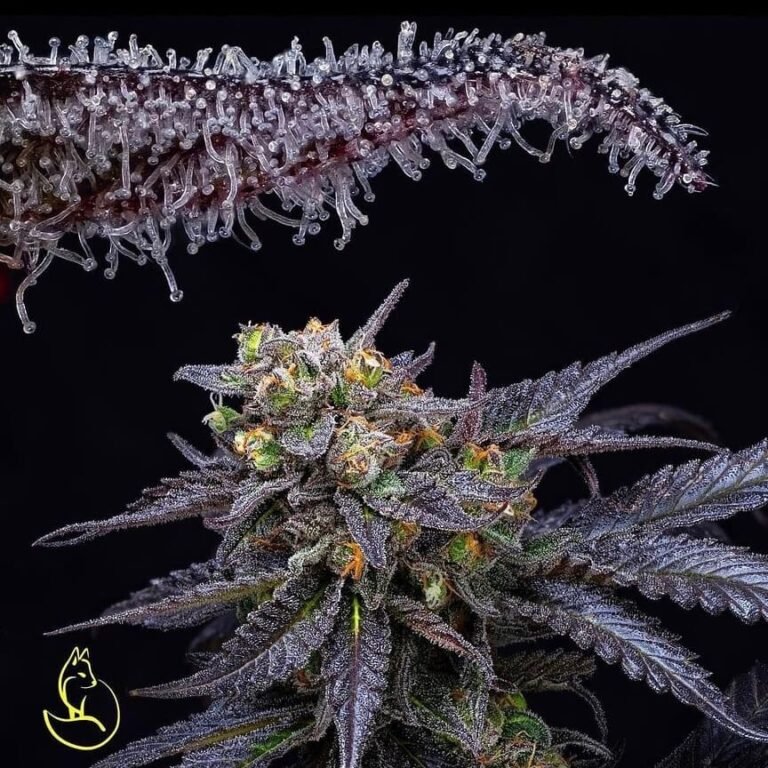 oldfaithfulseedbank.com