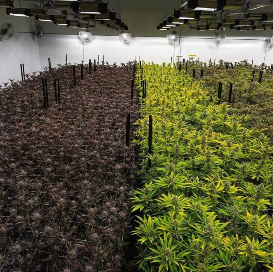 Indoor grows can also gift us with some truly impressive images