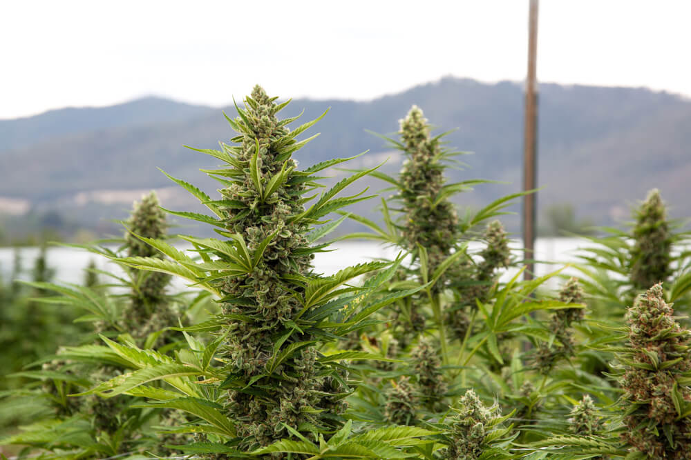 If everything has gone well, by early Fall you should be enjoying buds like these