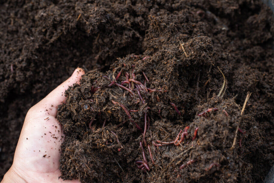  A living soil contains organic matter and nutrients, but also beneficial macro and microorganisms