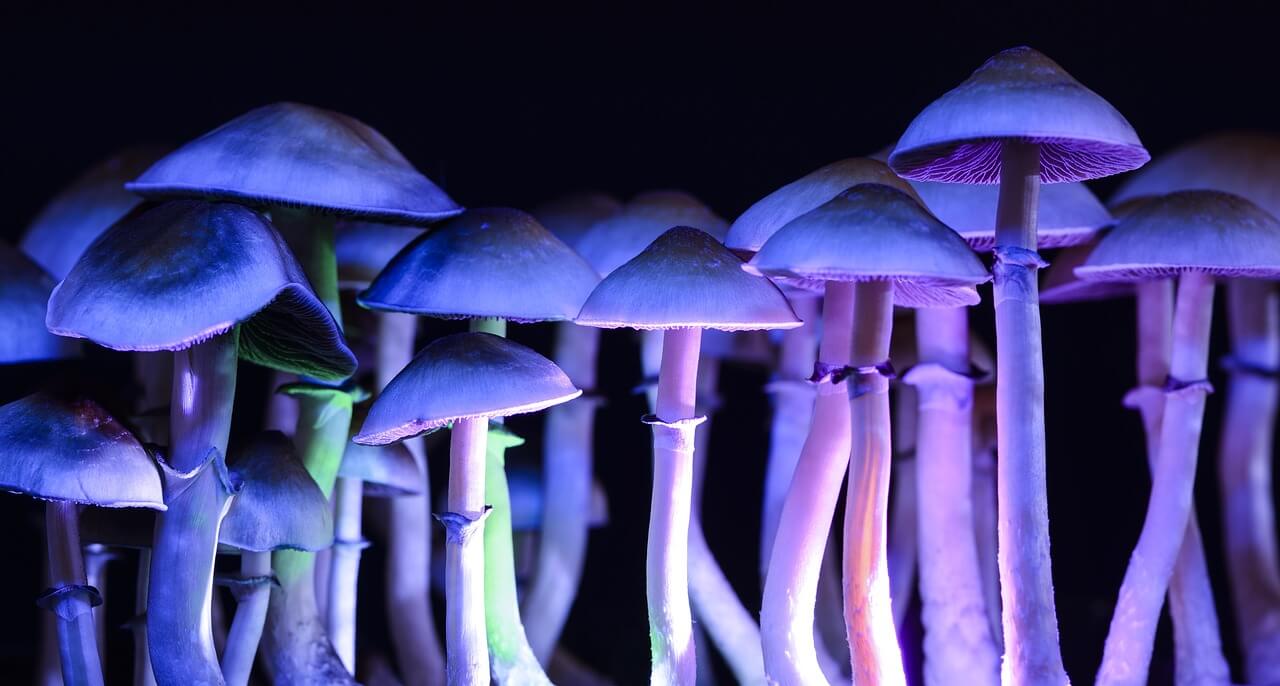 Each strain has its own psilocybin levels, so caution should be used when trying a new one (Image: TherapeuticShroom)