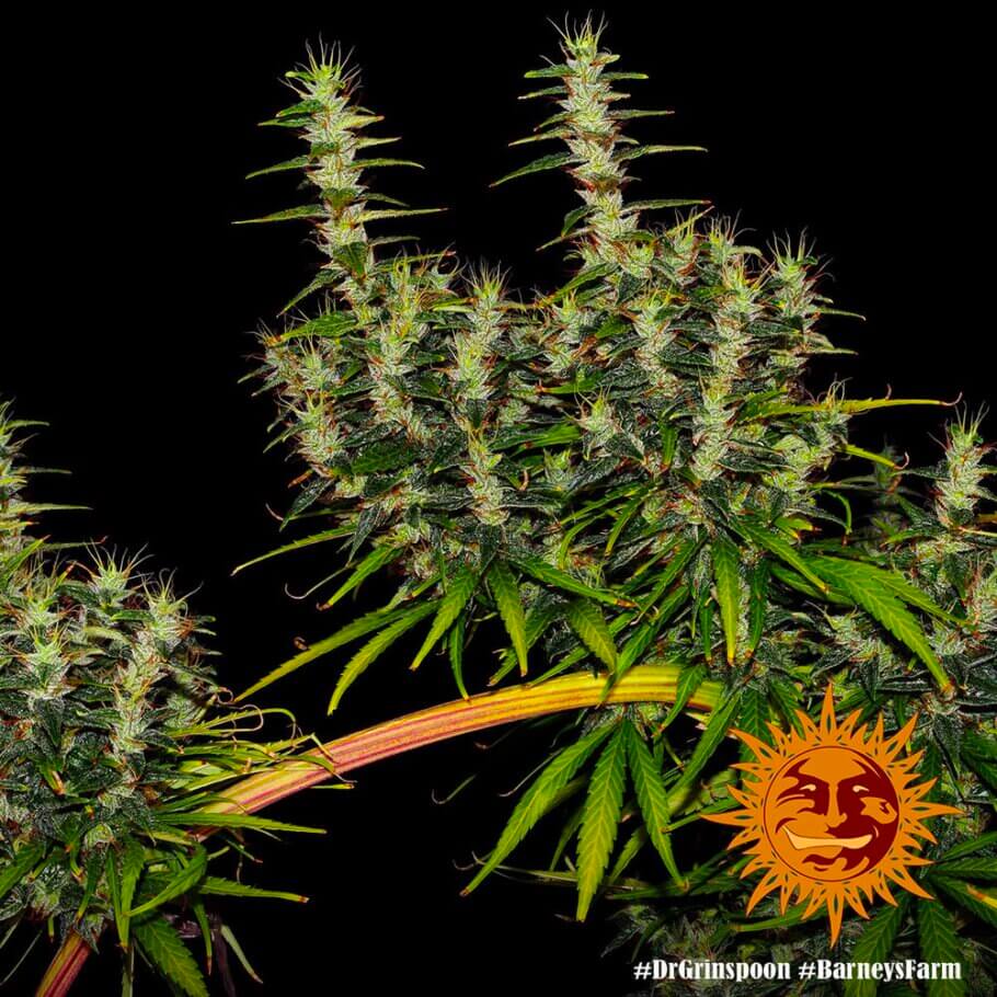 Dr Grinspoon, a true old-school sativa with a totally bizarre appearance
