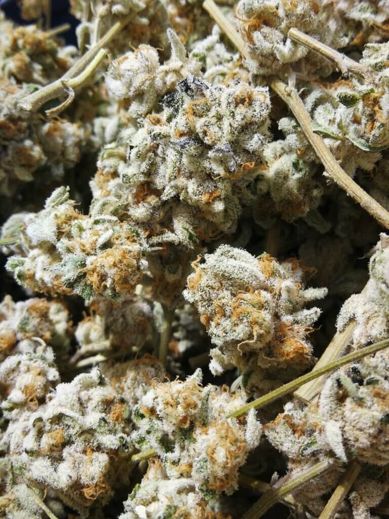 Purple Punch “Alpha cut” flowers ready to be enjoyed