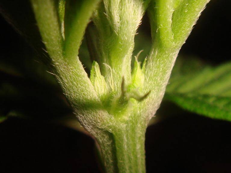 Female pre-flowers
