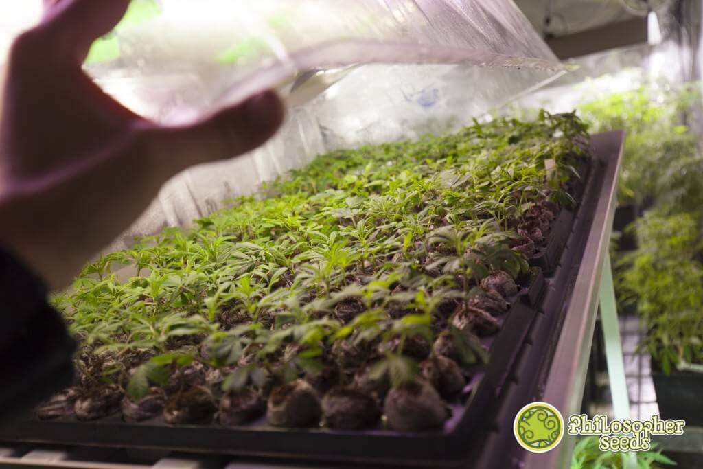 Making cannabis cuttings