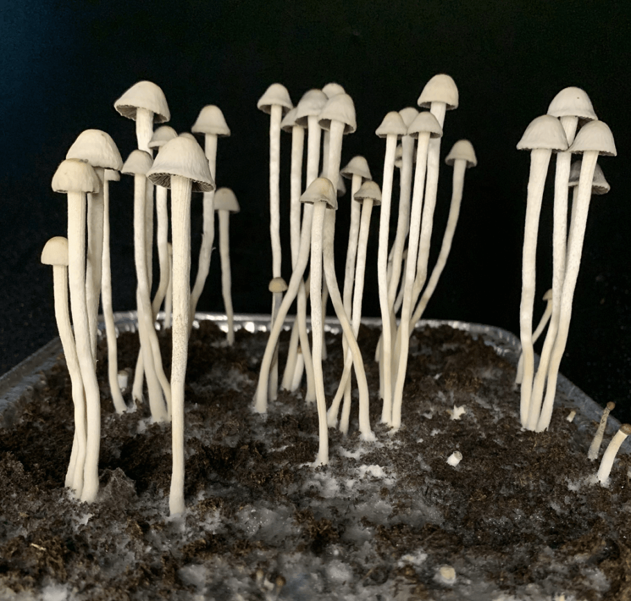 Homegrown Copelandia Hawaiian. Source: Reddit