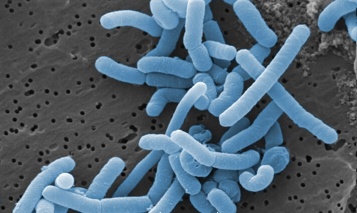 Lactobacillus play an important role in Bokashi preparation