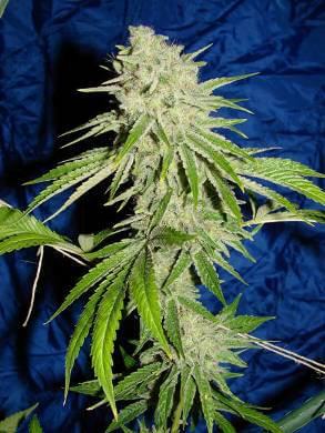 White Widow, the resin factory