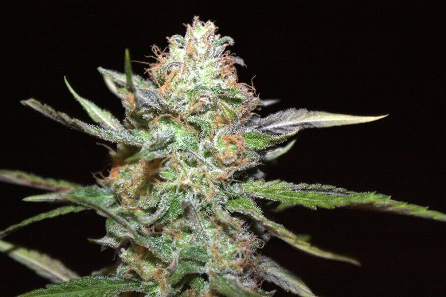 It’s important to choose the right growing method